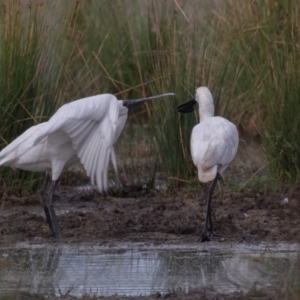 Platalea regia at Fyshwick, ACT - 13 Mar 2022