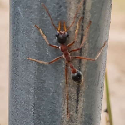 Myrmecia nigriceps (Black-headed bull ant) at Mount Mugga Mugga - 12 Mar 2022 by Mike