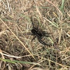 Tasmanicosa sp. (genus) (Tasmanicosa wolf spider) at Urila, NSW - 13 Mar 2022 by Milobear