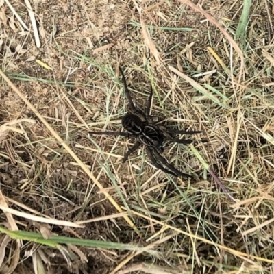 Tasmanicosa sp. (genus) (Tasmanicosa wolf spider) at Urila, NSW - 13 Mar 2022 by Milobear