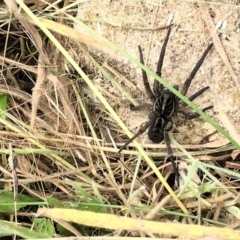 Tasmanicosa sp. (genus) at Urila, NSW - 13 Mar 2022