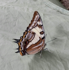 Charaxes sempronius (Tailed Emperor) at Jugiong, NSW - 12 Mar 2022 by RomanSoroka