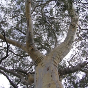 Eucalyptus rossii at Block 402 - 13 Mar 2022