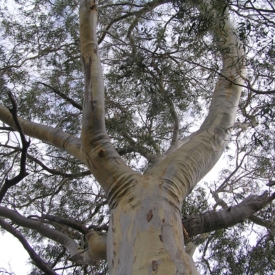 Eucalyptus rossii (Inland Scribbly Gum) at Piney Ridge - 12 Mar 2022 by MatthewFrawley