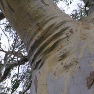 Eucalyptus rossii at Block 402 - 13 Mar 2022