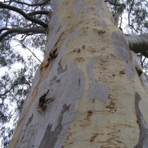 Eucalyptus rossii at Stromlo, ACT - 13 Mar 2022