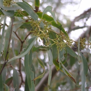 Eucalyptus rossii at Stromlo, ACT - 13 Mar 2022