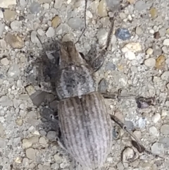 Naupactus leucoloma (White-fringed weevil) at Gungahlin, ACT - 13 Mar 2022 by Esita