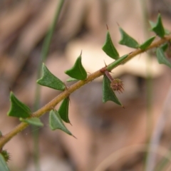 Acacia gunnii (Ploughshare Wattle) at Block 402 - 12 Mar 2022 by MatthewFrawley