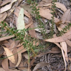 Acacia gunnii at Stromlo, ACT - 13 Mar 2022