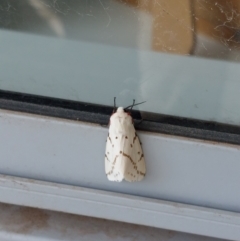 Spilosoma canescens (Dark-spotted Tiger Moth) at Macquarie, ACT - 15 Feb 2022 by bonesarehumerus