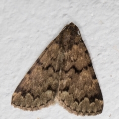 Mormoscopa phricozona (An Erebid Moth (Herminiinae) at Melba, ACT - 13 Jan 2022 by kasiaaus
