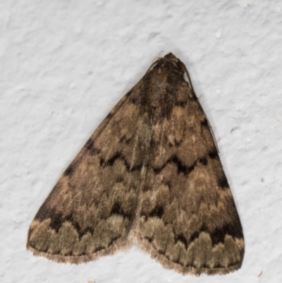 Mormoscopa phricozona (A Herminiid Moth) at Melba, ACT - 12 Jan 2022 by kasiaaus