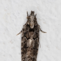 Ardozyga eumela (Gelechiidae) at Melba, ACT - 13 Jan 2022 by kasiaaus