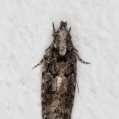 Unidentified Curved-horn moth (all Gelechioidea except Oecophoridae) at Melba, ACT - 12 Jan 2022 by kasiaaus