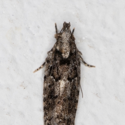 Ardozyga eumela (Gelechiidae) at Melba, ACT - 13 Jan 2022 by kasiaaus
