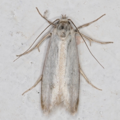Philobota productella (Pasture Tunnel Moth) at Melba, ACT - 12 Jan 2022 by kasiaaus
