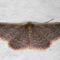 Idaea inversata (Purple Wave) at Melba, ACT - 12 Jan 2022 by kasiaaus