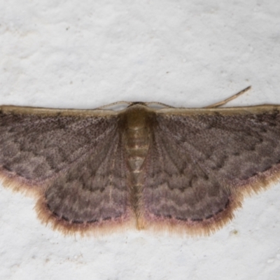 Idaea inversata (Purple Wave) at Melba, ACT - 12 Jan 2022 by kasiaaus