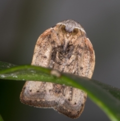 Tortricopsis pyroptis (A Concealer moth (Wingia Group)) at Melba, ACT - 12 Jan 2022 by kasiaaus