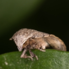 Tortricopsis pyroptis at Melba, ACT - 13 Jan 2022 01:00 AM