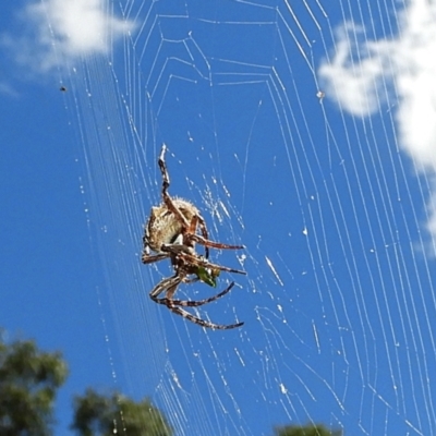 Socca pustulosa (Knobbled Orbweaver) at Crooked Corner, NSW - 13 Mar 2022 by Milly