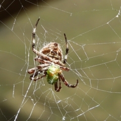 Socca pustulosa at Crooked Corner, NSW - 13 Mar 2022 03:04 PM