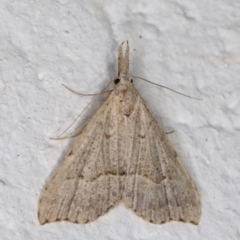 Trigonistis asthenopa (Tiny Snout) at Melba, ACT - 13 Jan 2022 by kasiaaus