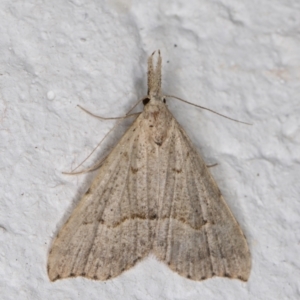 Trigonistis asthenopa at Melba, ACT - 13 Jan 2022 01:06 AM