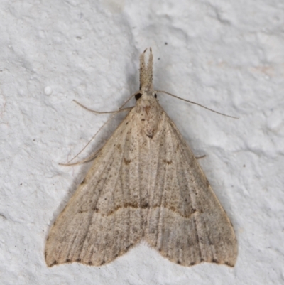 Trigonistis asthenopa (Tiny Snout) at Melba, ACT - 12 Jan 2022 by kasiaaus