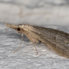 Trigonistis asthenopa at Melba, ACT - 13 Jan 2022