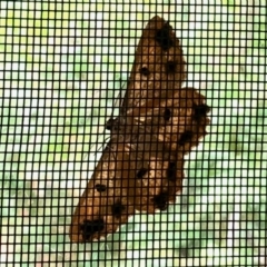 Scioglyptis lyciaria (White-patch Bark Moth) at Aranda, ACT - 13 Mar 2022 by KMcCue