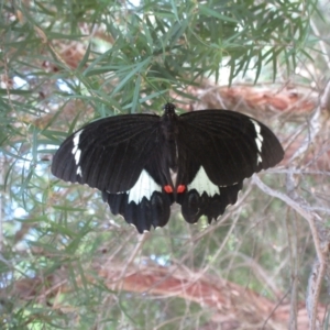 Papilio aegeus at Hawker, ACT - 13 Mar 2022