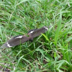 Papilio aegeus at Hawker, ACT - 13 Mar 2022 10:31 AM