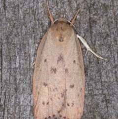 Heliocausta undescribed species (A Concealer moth (Wingia group)) at Melba, ACT - 14 Jan 2022 by kasiaaus