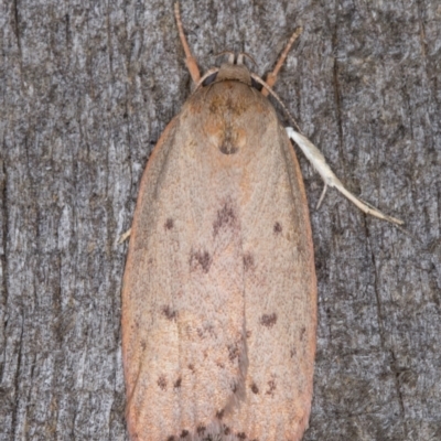 Heliocausta undescribed species (A concealer moth) at Melba, ACT - 13 Jan 2022 by kasiaaus