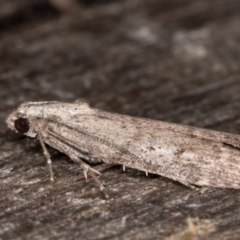 Cadra cautella (Almond Moth) at Melba, ACT - 14 Jan 2022 by kasiaaus