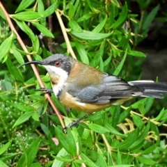 Acanthorhynchus tenuirostris (Eastern Spinebill) at Crooked Corner, NSW - 12 Mar 2022 by Milly