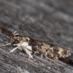 Ardozyga sodalisella (A Gelechioid moth) at Melba, ACT - 13 Jan 2022 by kasiaaus