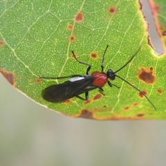 Braconidae (family) (Unidentified braconid wasp) at Stromlo, ACT - 13 Mar 2022 by MatthewFrawley