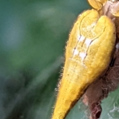Arachnura higginsi (Scorpion-tailed Spider) at Watson, ACT - 13 Mar 2022 by AniseStar