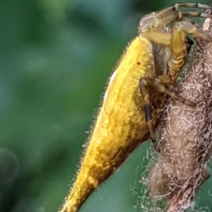 Arachnura higginsi at Watson, ACT - 13 Mar 2022