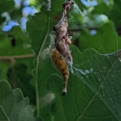 Arachnura higginsi at Watson, ACT - 13 Mar 2022