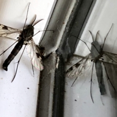 Unverified Lacewing (Neuroptera) at Aranda, ACT - 13 Mar 2022 by KMcCue