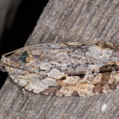 Thrincophora inconcisana (A Tortricid moth) at Melba, ACT - 13 Jan 2022 by kasiaaus