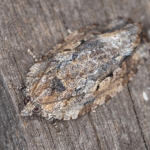 Thrincophora inconcisana at Melba, ACT - 14 Jan 2022 01:04 AM