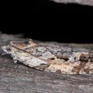 Thrincophora inconcisana at Melba, ACT - 14 Jan 2022 01:04 AM