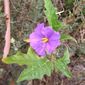 Solanum cinereum at Stromlo, ACT - 13 Mar 2022 10:59 AM