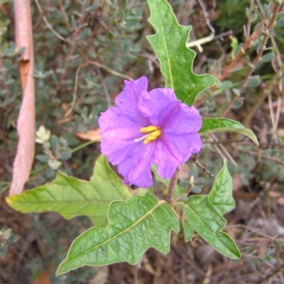 Solanum cinereum (Narrawa Burr) at Stromlo, ACT - 13 Mar 2022 by MatthewFrawley