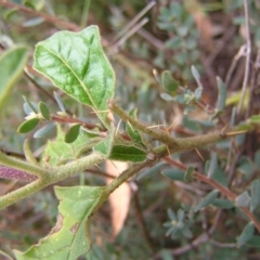 Solanum cinereum at Stromlo, ACT - 13 Mar 2022